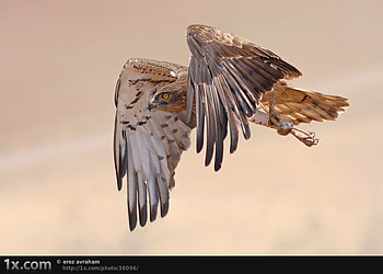 Hunter Falcon, flight, rat, falcon, hunter HD wallpaper