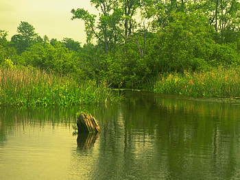 Green river, nature, rivers HD wallpaper