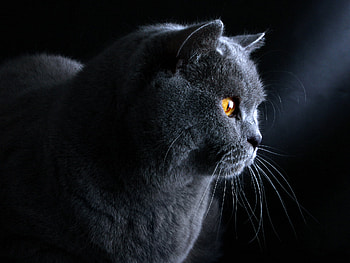 Cute, cats, animals, nice HD wallpaper