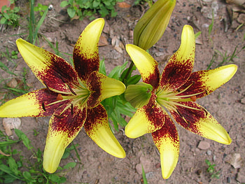 flower, nature, flowers HD wallpaper