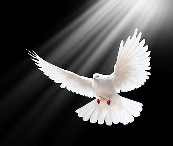Animals, Shine, Light, Wings, Black Background, Swing, Dove, dom HD wallpaper
