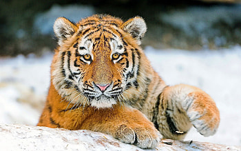 Animals, Young, Striped, Predator, Tiger, Joey HD wallpaper