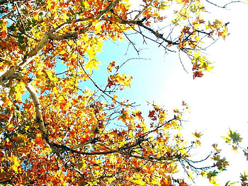 blossom, other, nature, fav HD wallpaper