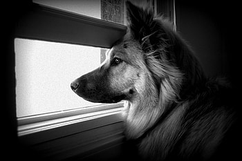 Animals, Dog, Muzzle, Bw, Chb, Window, Profile, Watch, To Watch HD wallpaper
