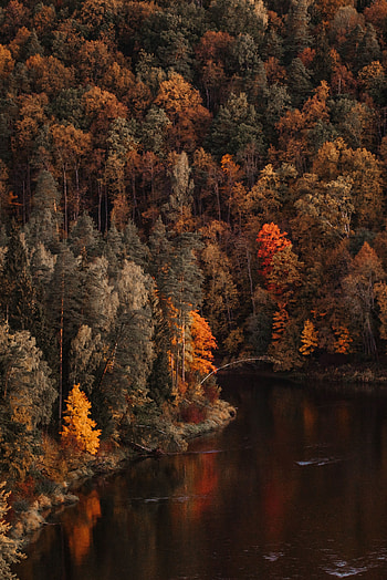 Landscape, Nature, Trees, Autumn, Lake, Forest HD phone wallpaper