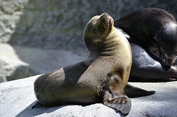 Animals, Couple, Pair, Playful, Fur Seal HD wallpaper
