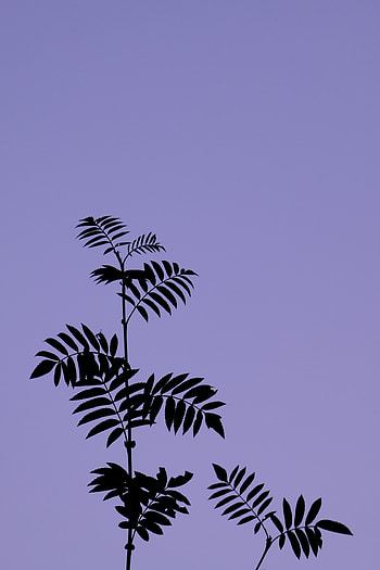 Nature, Sky, Leaves, Bush, Branch HD phone wallpaper