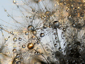 GRASSES BECOME BEAUTY, rain, beautiful, grass, reflections, rain drops, waterdrops, cool, , nature, water, macro HD wallpaper