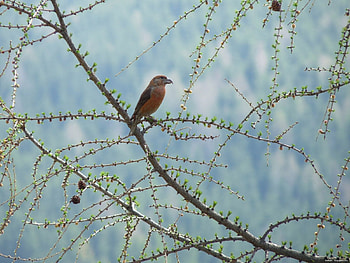 Animals, Bird, Wood, Sit, Tree, Branch HD wallpaper