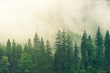 A tranquil misty forest landscape with dense green trees and foggy atmosphere. HD wallpaper