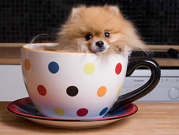 CUP OF PUPPY, CUTE, PUPPY, , CUP HD wallpaper