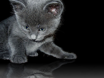 Where is that mouse?, cat, mouse HD wallpaper