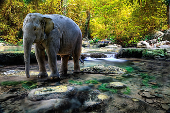 Animals, Water, Trees, Stones, Elephant HD wallpaper