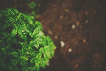 Green leaf, Ovate shape, Indoor plant, High definition HD wallpaper