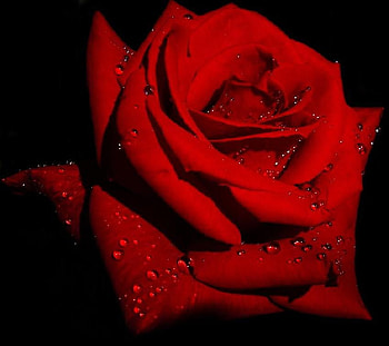 Sexy Red Rose, drops, romance, rose, petals, flower, love, red, thorns, dew HD wallpaper