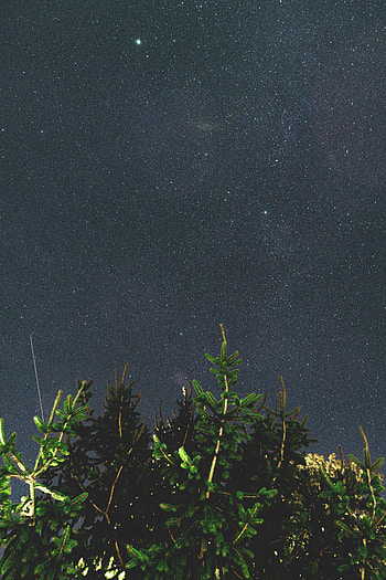 Nature, Night, Dark, Wood, Tree, Starry Sky, Branches HD phone wallpaper