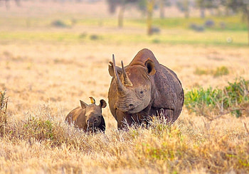Rare White Rhino, mother and calf, grey skin, rhino, rhino calf, dead grass HD wallpaper