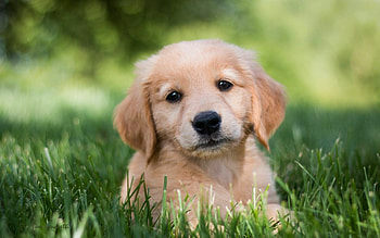 Cute golden retriever, Adorable puppy, Happy expression, Playful nature HD wallpaper