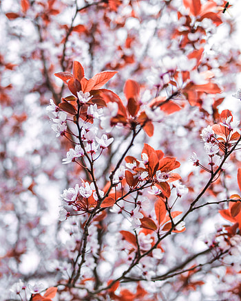 Flowers, Leaves, Wood, Tree, Branches, Bloom, Flowering HD phone wallpaper