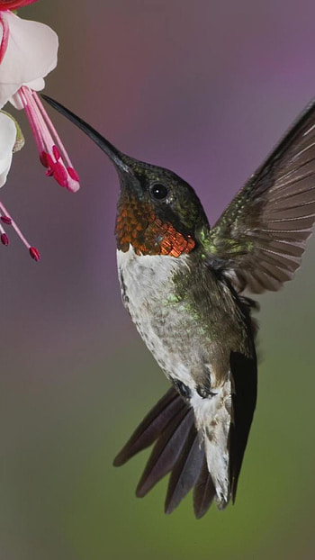 Hummingbird, Metallic, Flowers HD phone wallpaper