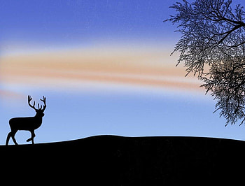 quiet,and peaceful, animal, clouds, sky, deer HD wallpaper