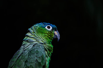 Animals, Parrots, Bird, Beak, Color, Black Background HD wallpaper