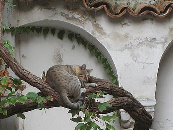 sleeping cat, cat, nature, pet, sleeping, tree HD wallpaper