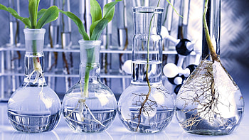 Plant breeding, Biology HD wallpaper