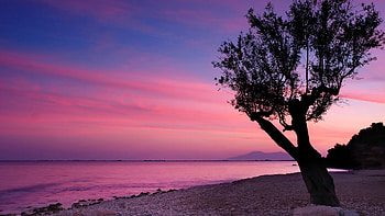 Sunset at the beach, colors, sea, sky, tree, evening HD wallpaper