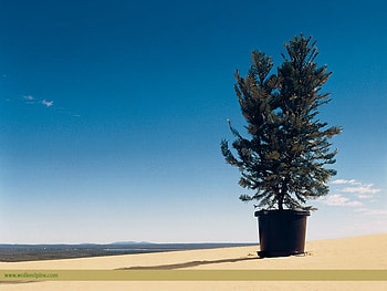 big tree, tree HD wallpaper
