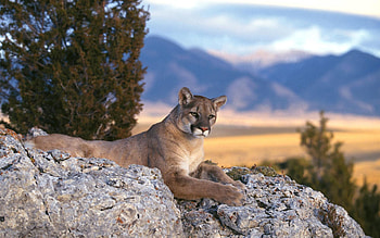 Animals, Stones, Puma, Predator, Big Cat HD wallpaper