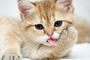 cute kitty, cats, cute, kitty, animals HD wallpaper
