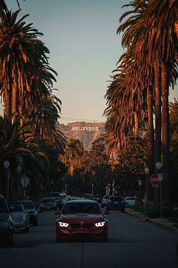 Iconic Hollywood Sign seen through palm-lined Los Angeles street. HD phone wallpaper