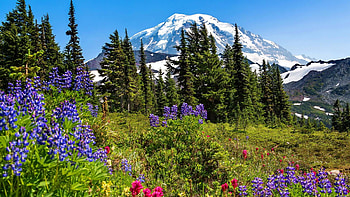 Spring Mountain, slope, snow, trees, nature, flowers, spring, mountains HD wallpaper
