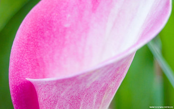 Plants, Flowers, Background, Violet HD wallpaper