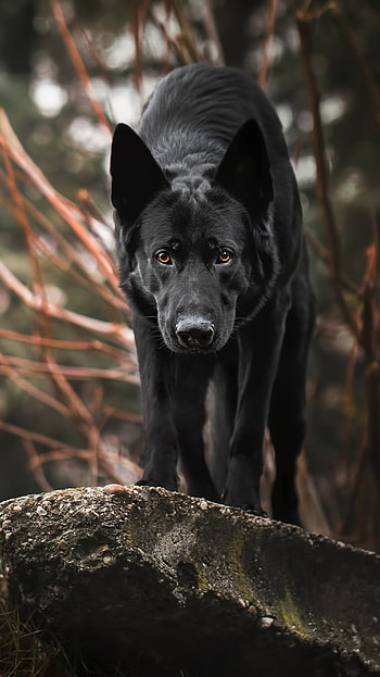 muzzle, stare, dog, Animal, german shepherd HD phone wallpaper