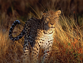 Animals, Tigers HD wallpaper