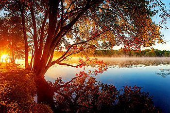 Autumn rays, rays, sunlight, morning, glow, serenity, tranquil, fiery, trees, pond, sunshine, golden, fall, beautiful, lake, leaves, branches, foliage HD wallpaper