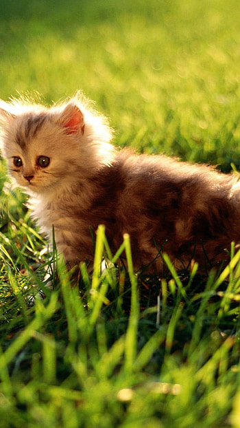 Cute Cat, Garden, grass HD phone wallpaper