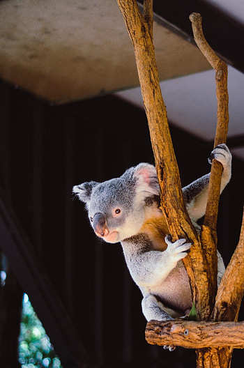 Mammals , Background , High-definition visuals, Nature-inspired design HD phone wallpaper
