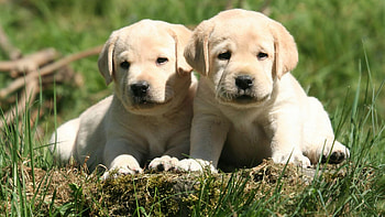 Labrador Retriever, Nature's loyal companion, Energetic and playful, Iconic breed HD wallpaper