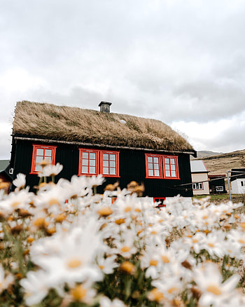 Nature, Flowers, House HD phone wallpaper