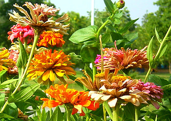 Chrysthomium, christhomium, nature, flowers HD wallpaper