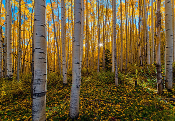 Birch Tree, Autumn HD wallpaper