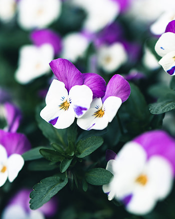 Flowers, Violet, Plant, Bloom, Flowering, Purple HD phone wallpaper