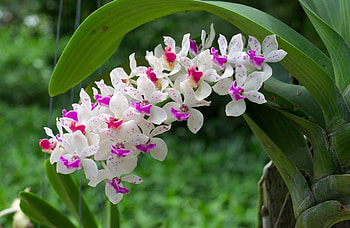 Flowers, Leaves, Blur, Smooth, Bloom, Flowering, Branch, Orchid HD wallpaper