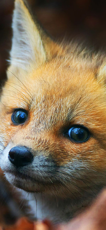 Fox, Mobile , On-the-go charm, Portable beauty HD phone wallpaper