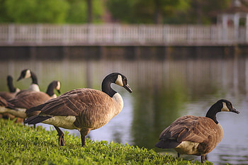 Light Goose breeds, Ornamental birds, Backyard poultry keeping, Breed characteristics HD wallpaper
