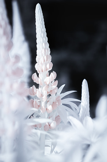 Pink, Flower, Macro, Lupine HD phone wallpaper