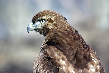 Red-tailed hawk, Animal bird, Flying HD wallpaper